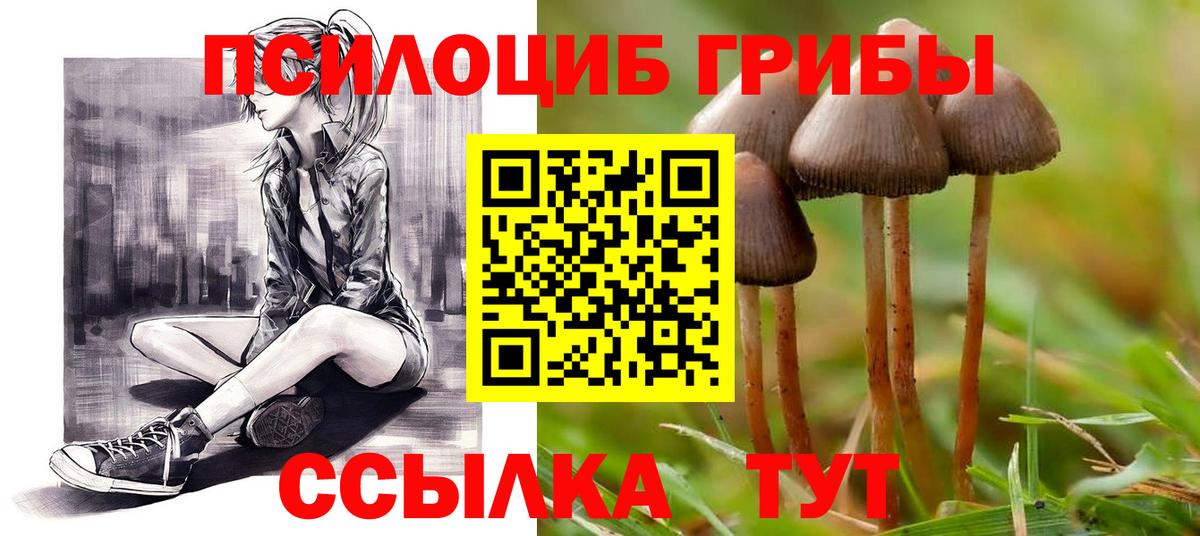 Ачхой-Мартан  Псилоцибиновые грибы Cubensis  Вход с VPN 
